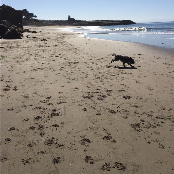 Meet your Posher, Annie - Picture 2 of 6